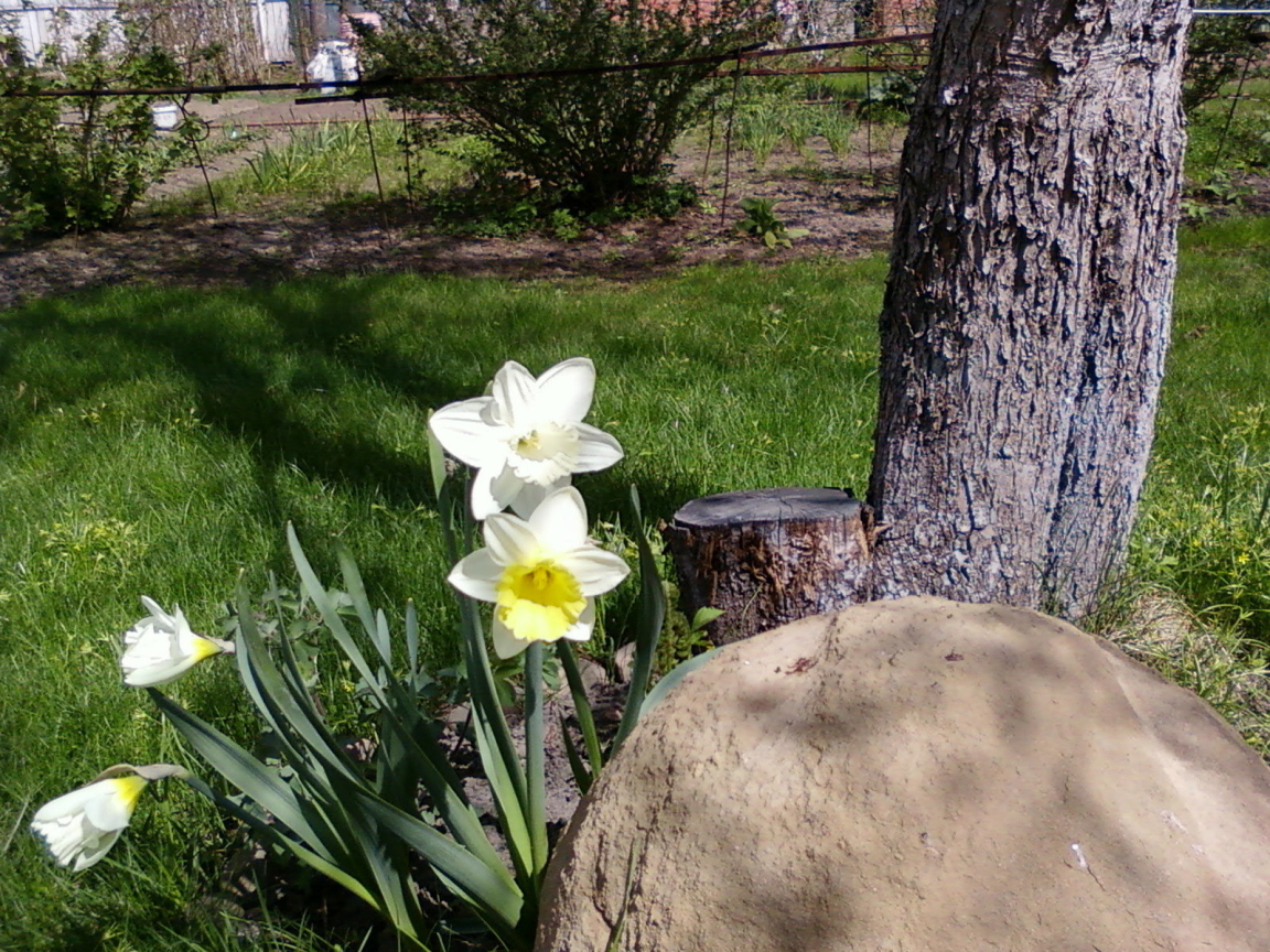 Красивое растение нектароскордум в саду