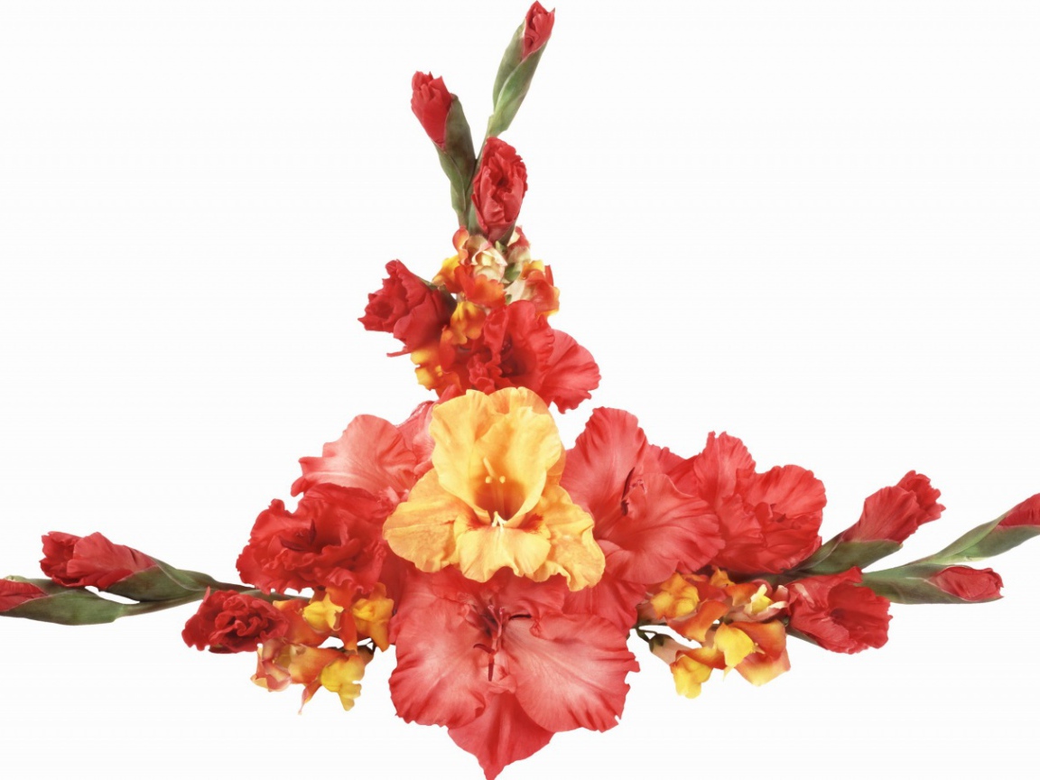 Оранжевые и красные гладиолусы