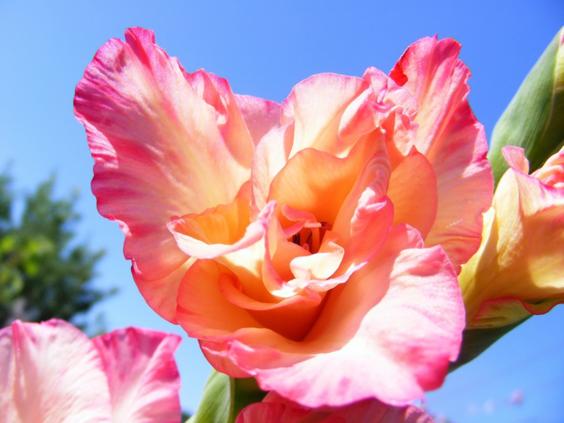 Цветок оранжевого гладиолуса