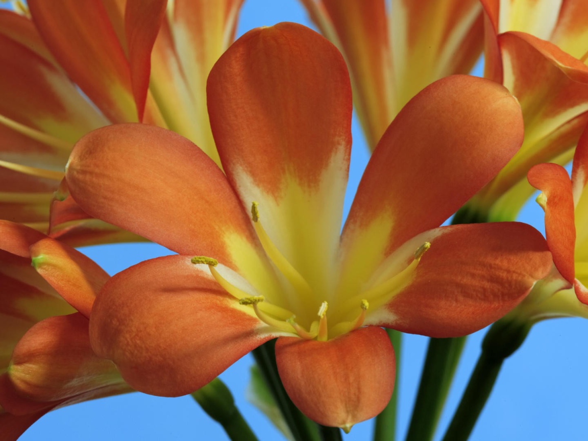 Оранжевые лилии