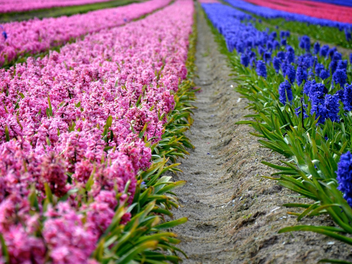 Поля декоративных цветов
