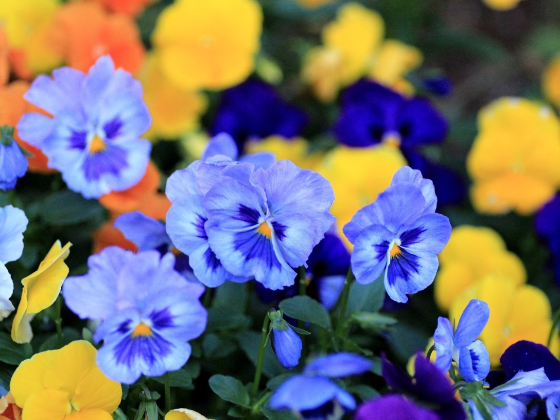 Цветы анютины глазки весной в саду