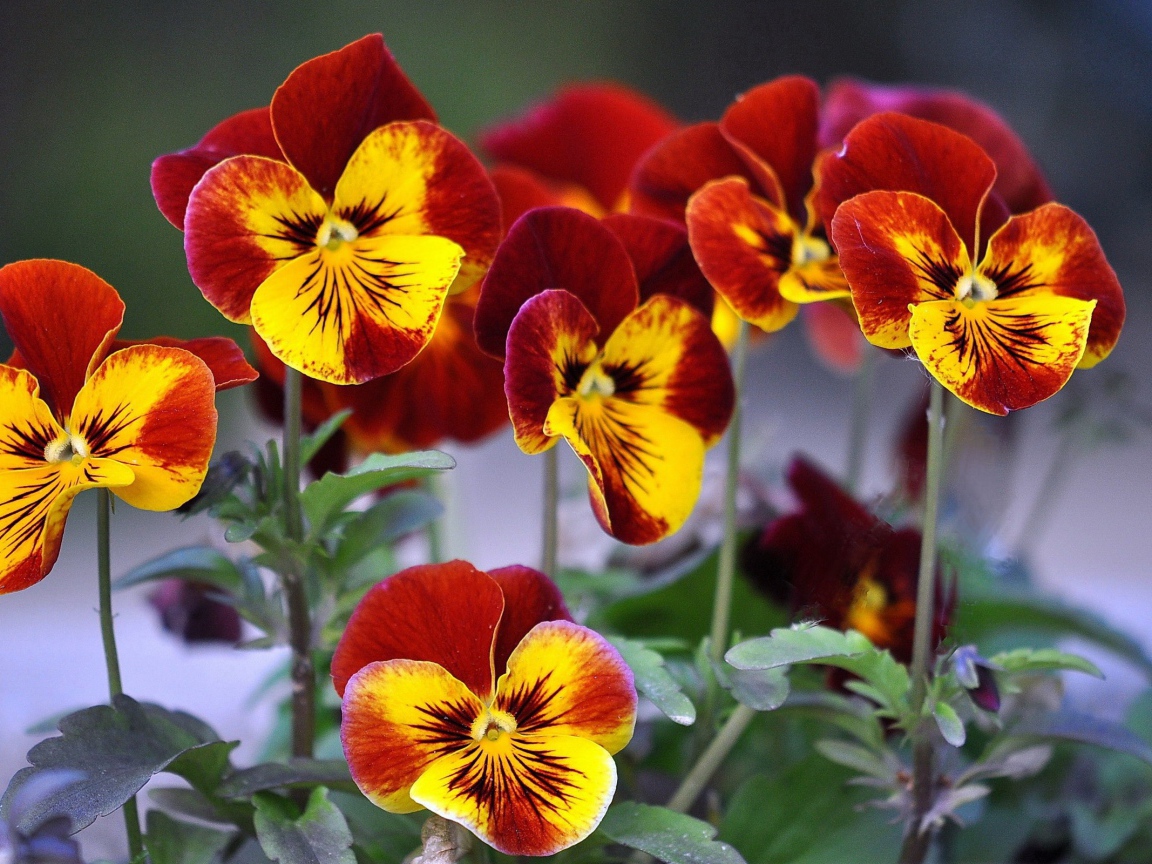 Цветы анютины глазки расцвели