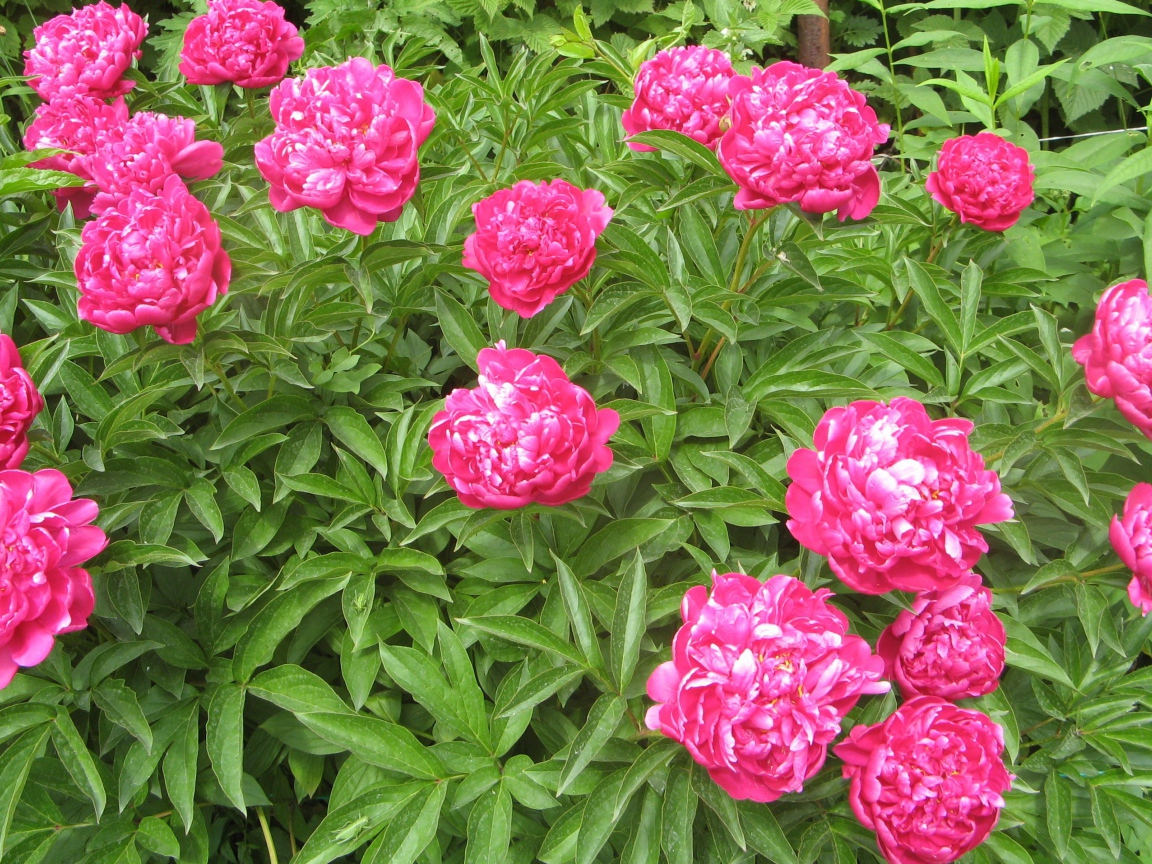 Цветы пионы в моем саду