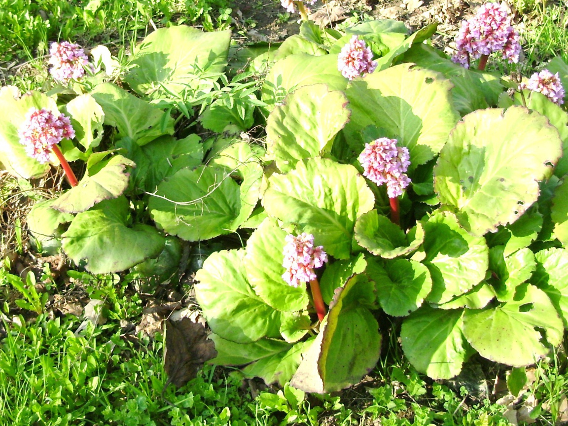 Многолетнее растение бадан на солнце