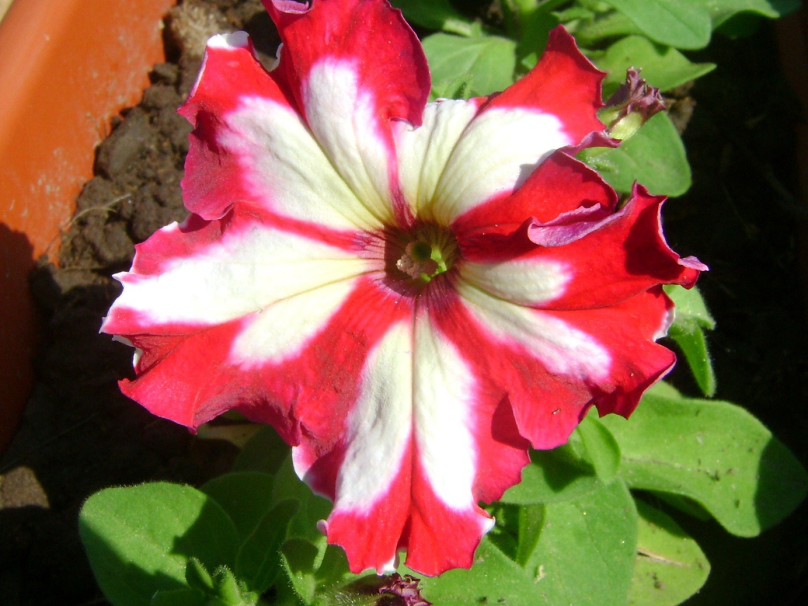 Выращивание цветов петуния в саду