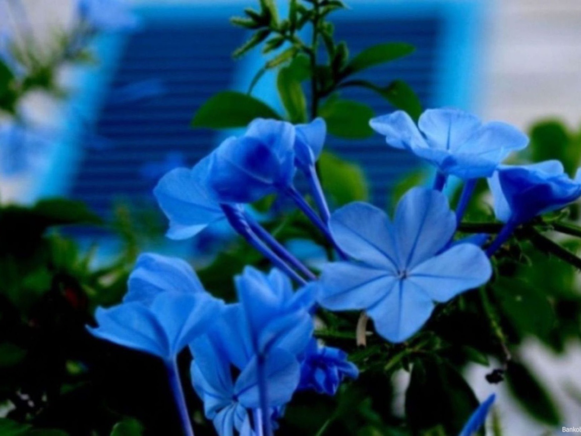 Цветы флокс весной на поляне