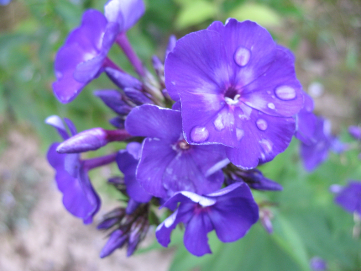 Цветы флокс на поляне