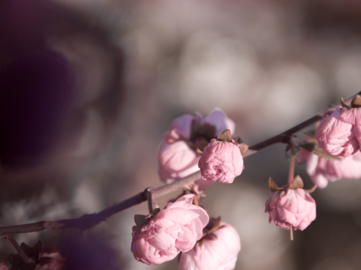 Розовые бутоны на ветке