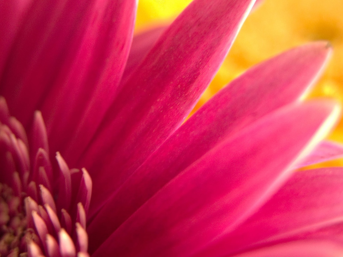 Обои с розовым цветком