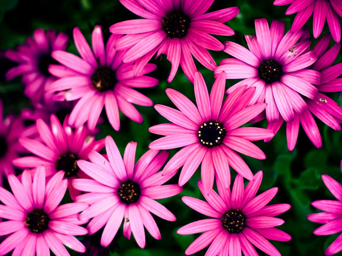 Розовые цветы на фоне зелени