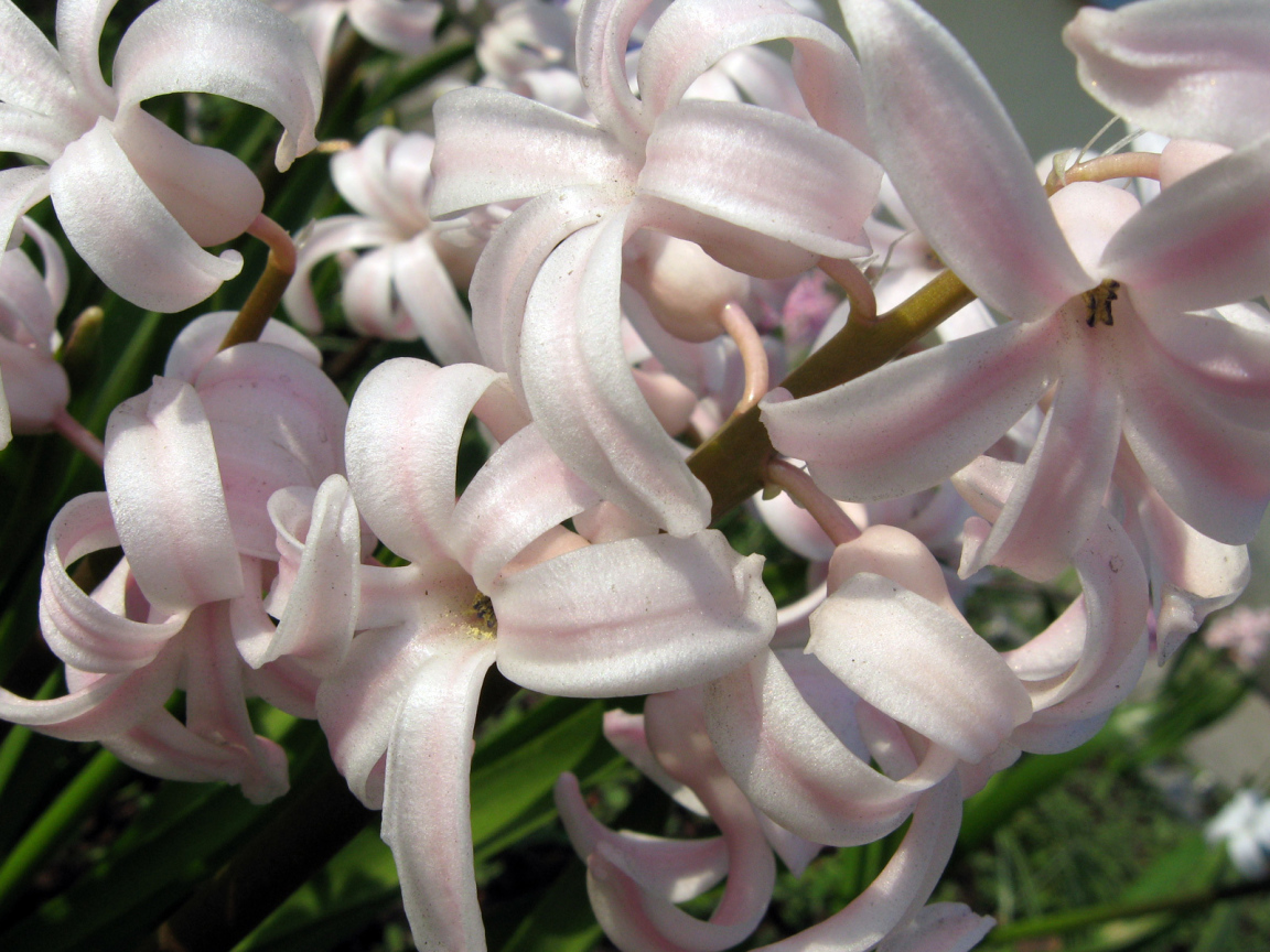 Розовый гиацинт на поляне