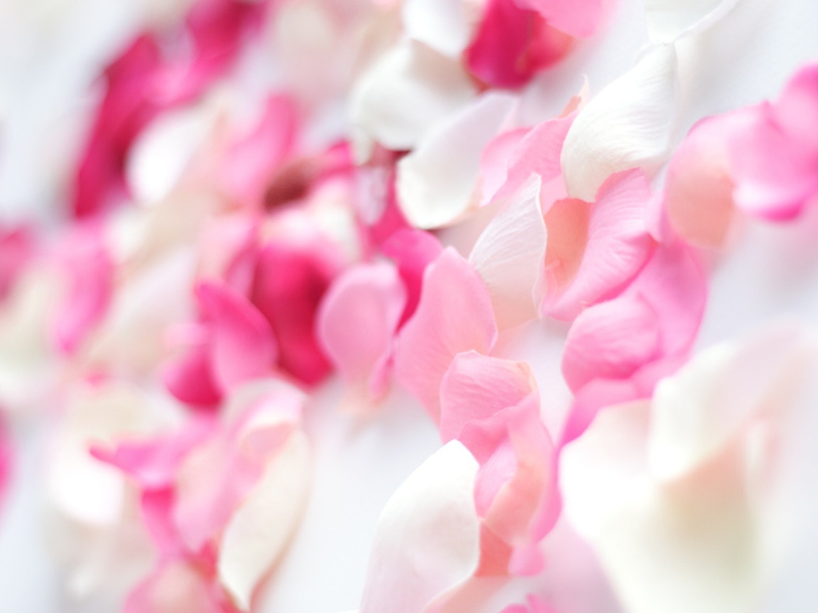 Розовые орхидеи