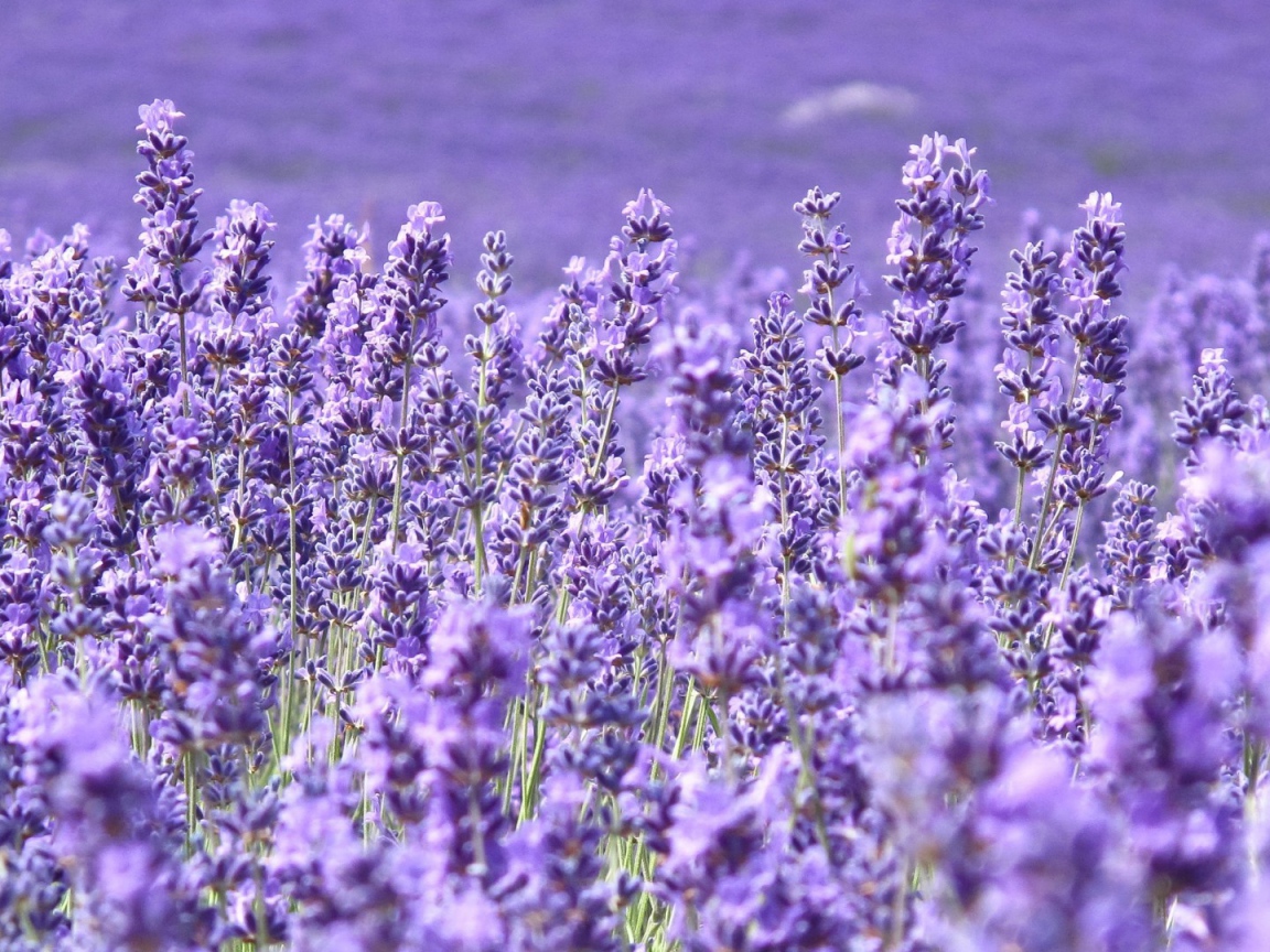 Cтепная трава