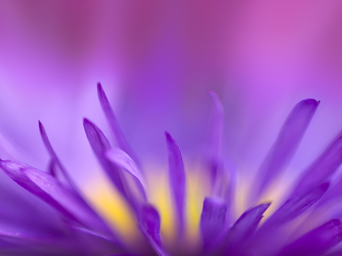 Фиолетовое пламя