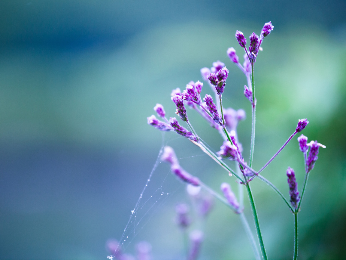 Сиреневые цветы с паутиной