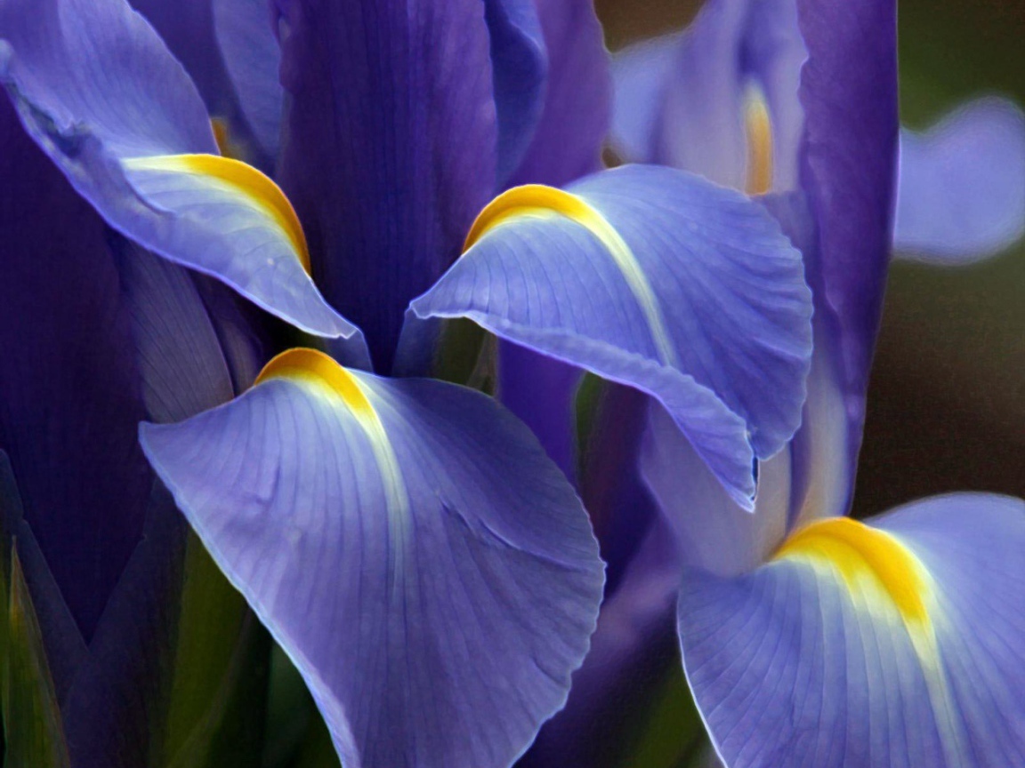 Великолепный фиолетовый цветок