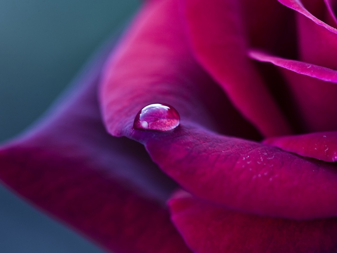 Фиолетовая роза и капелька дождя