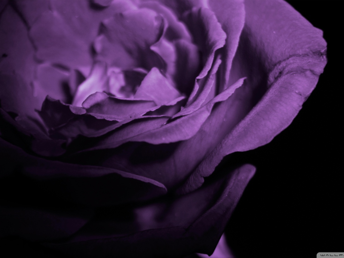 Фиолетовая роза в тени