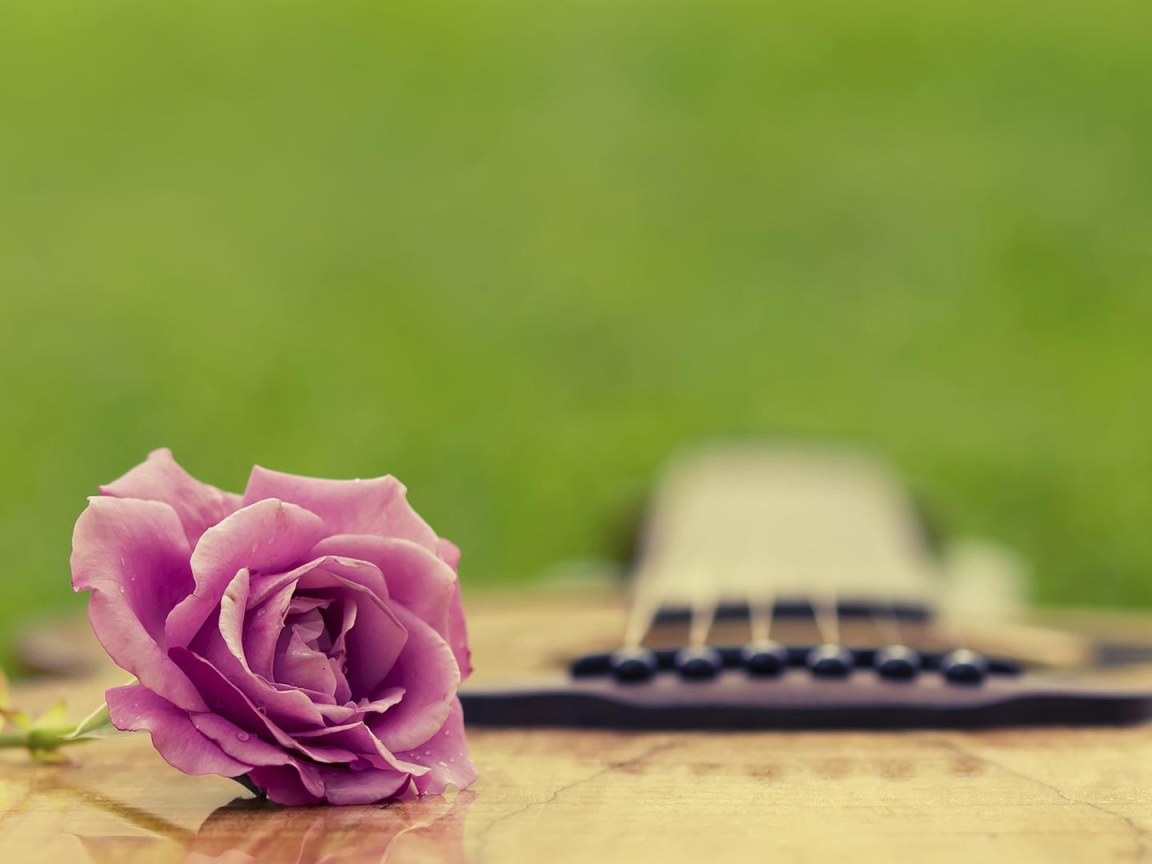 Фиолетовая роза на гитаре