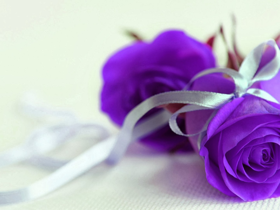Фиолетовые розы с серебристой ленточкой