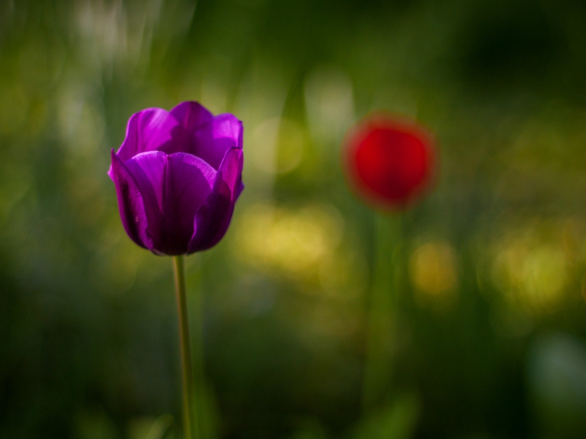 Фиолетовый тюльпан