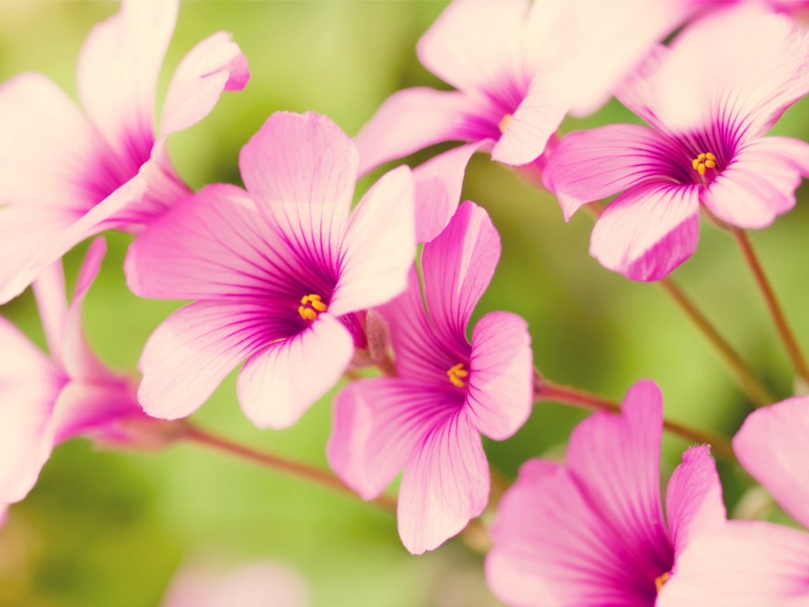 Фиолетовая вербена