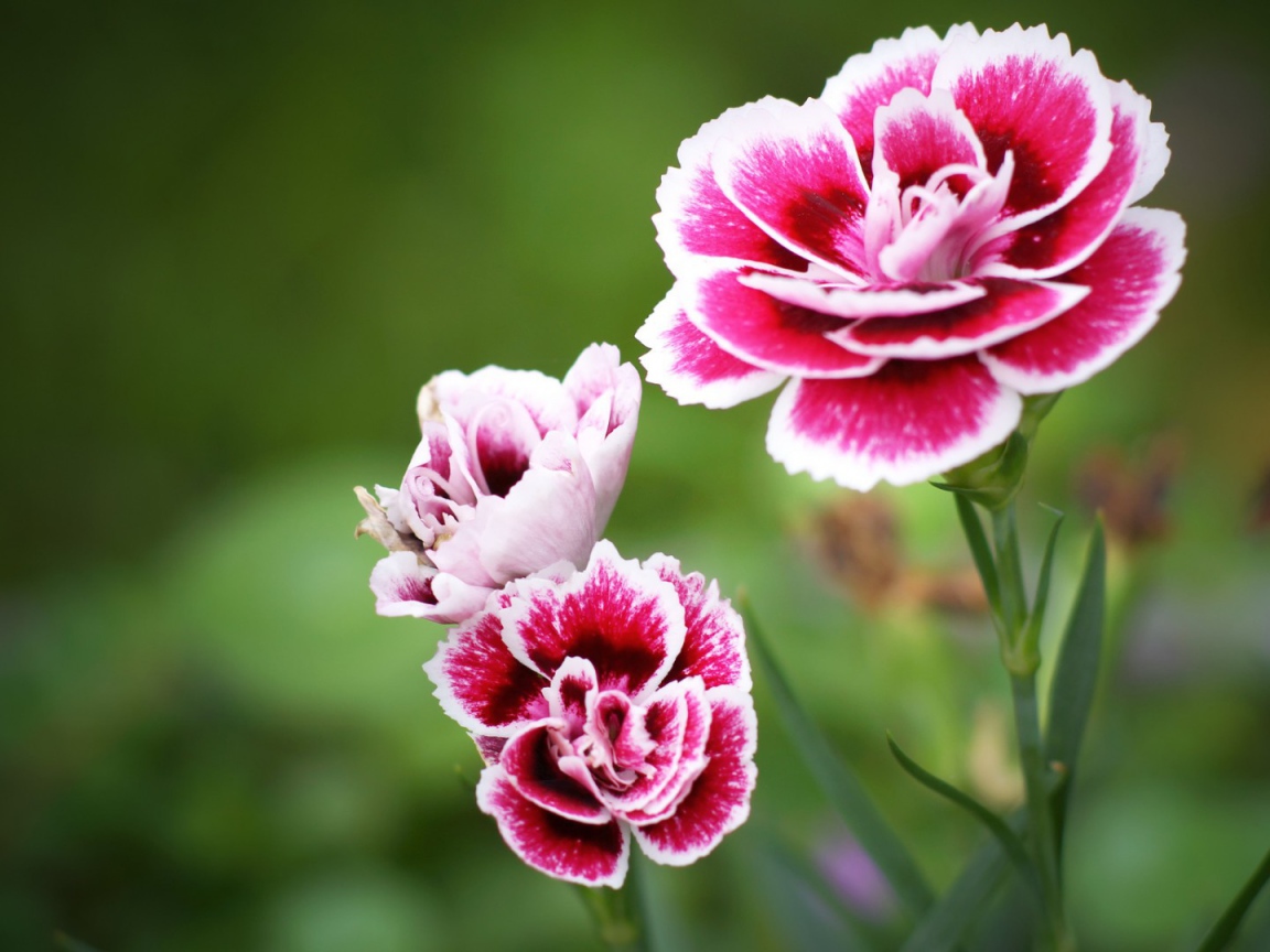 Красно белые цветы