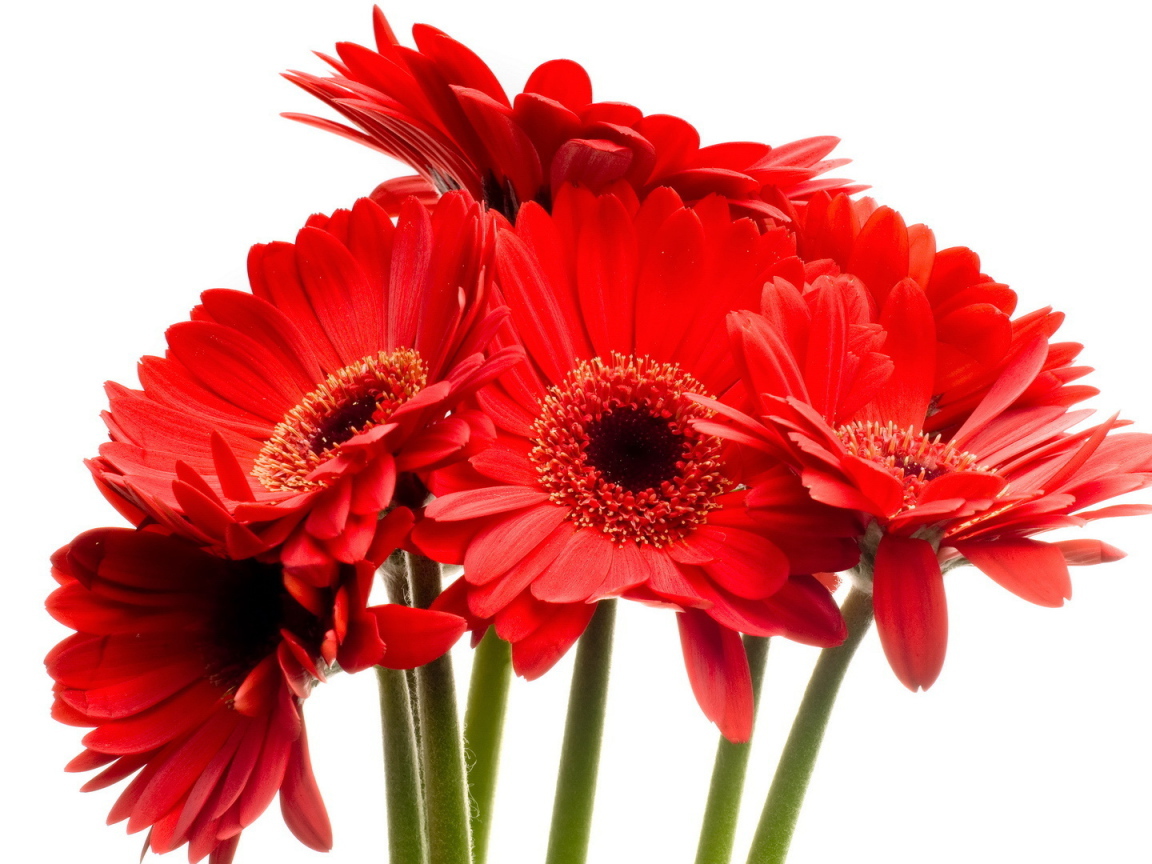 Красные цветы