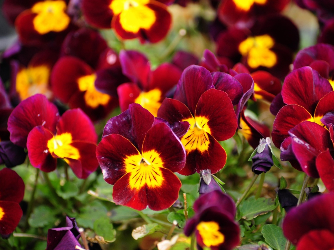 Красные анютины глазки расцвели на поляне