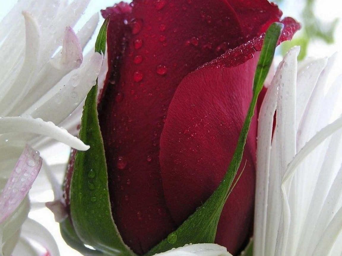 Красная роза в белых листьях