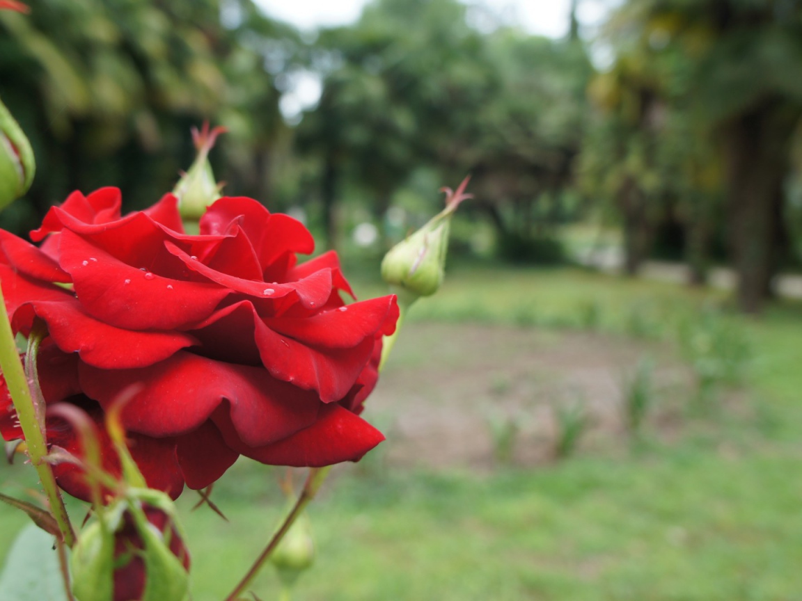 Красная роза на фоне деревьев