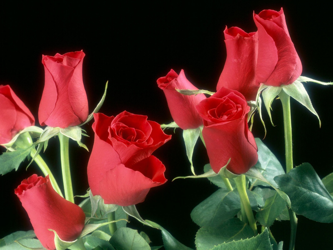 Цветы красных роз