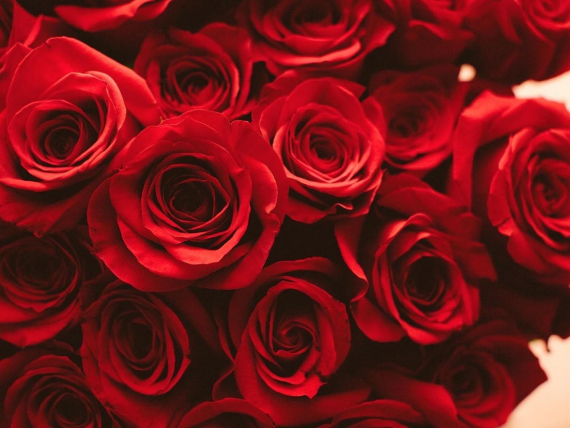 Красные розы на розовом фоне