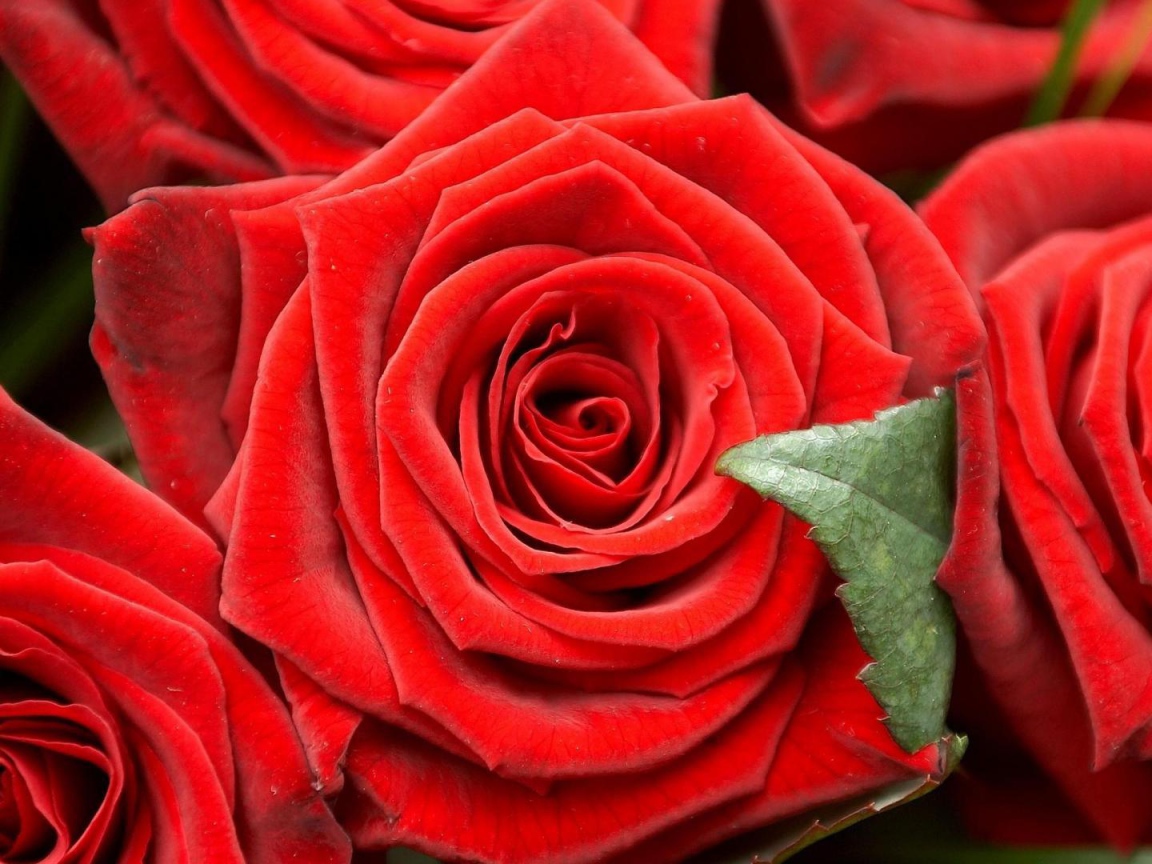 Красные розы на чёрном фоне крупным планом