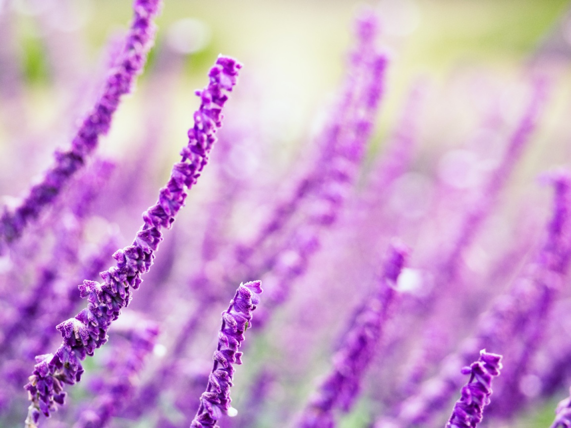 Житель полей