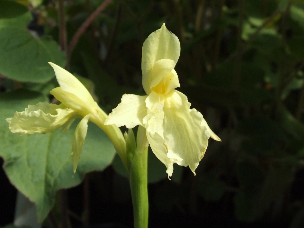 Красивый цветок роскоя в парке