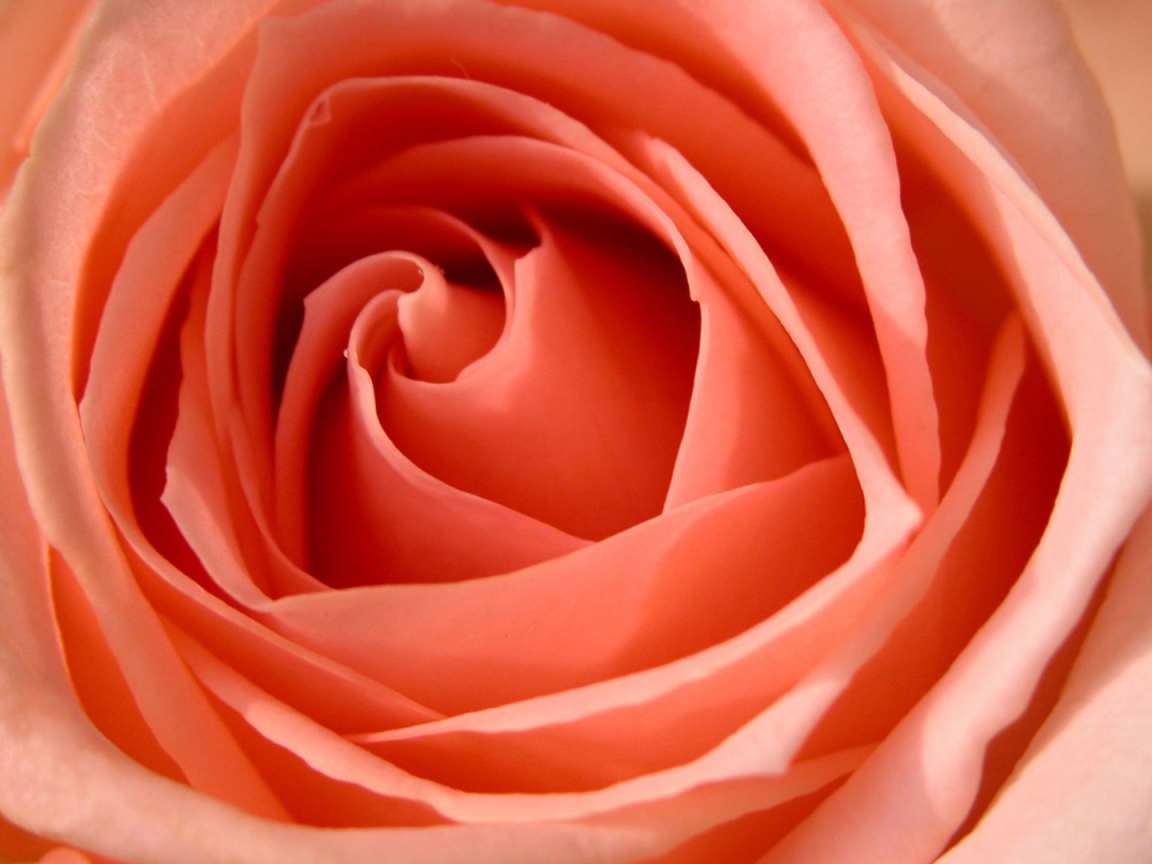 Большая роза