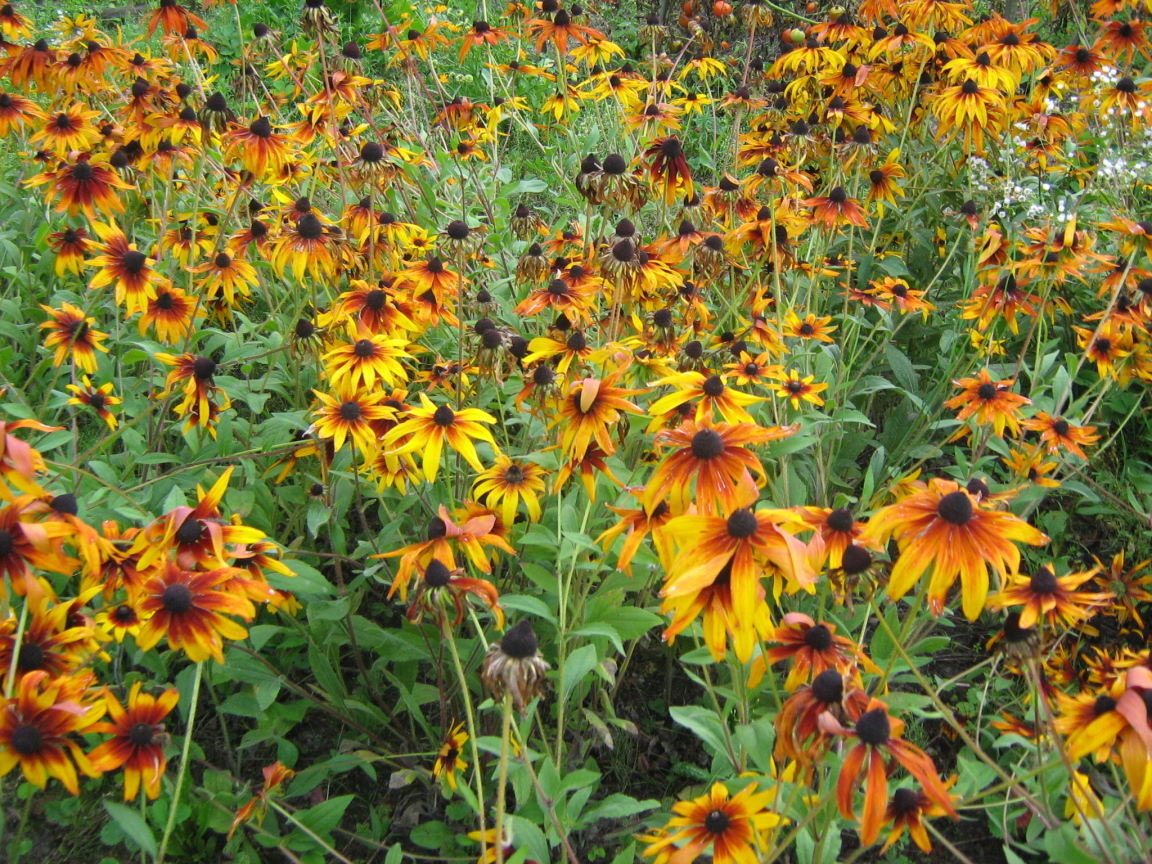Выращивание цветов рудбекия в саду