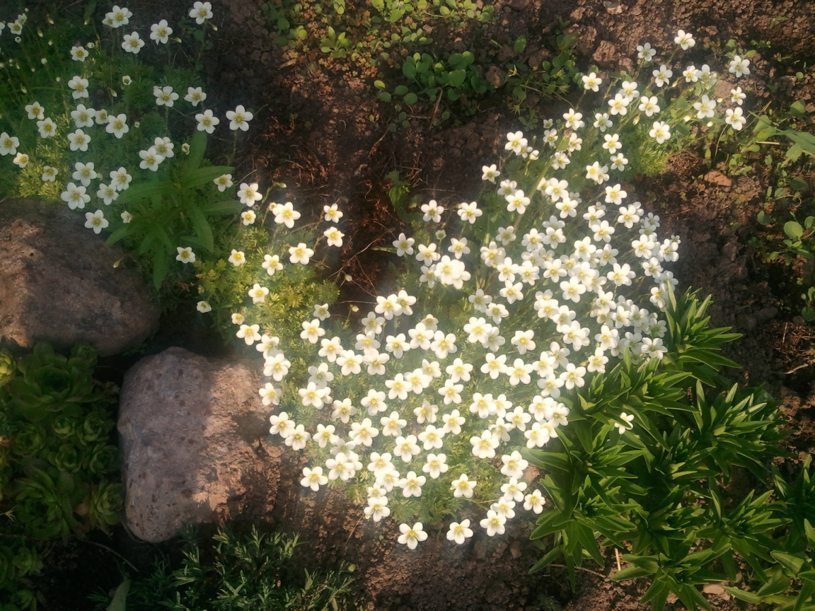 Растение резуха на поляне