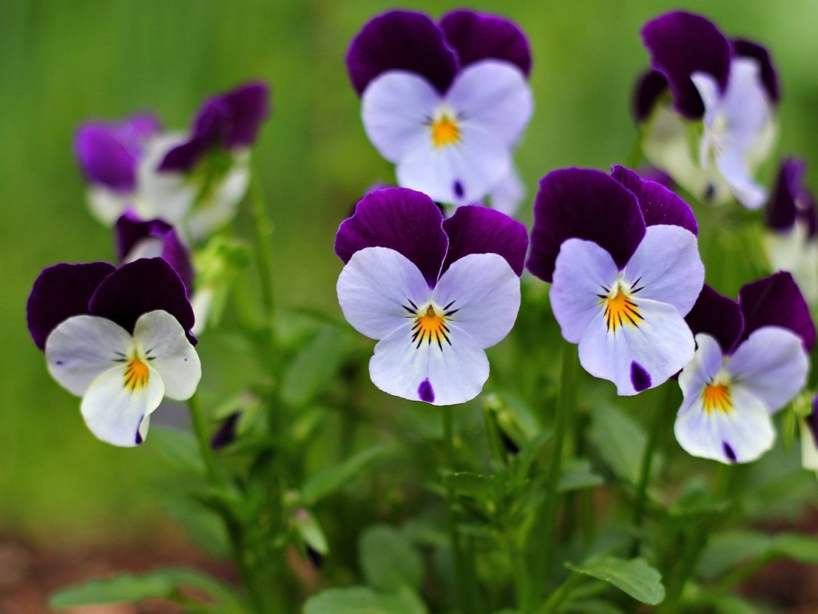 Маленькие красивые  цветы анютины глазки