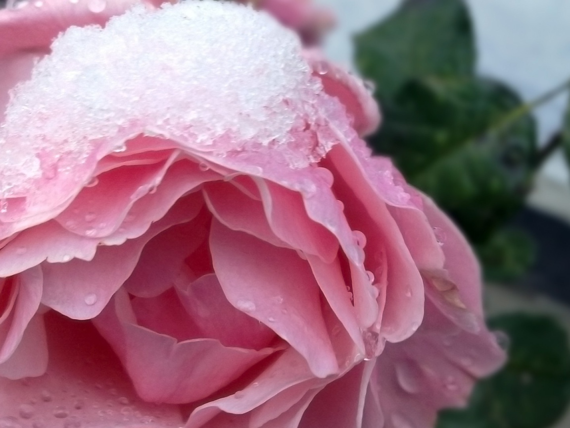 Snow on a rose