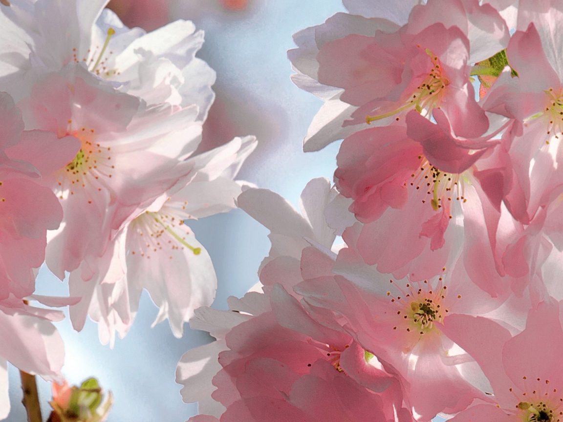 Розовый мягкий букет