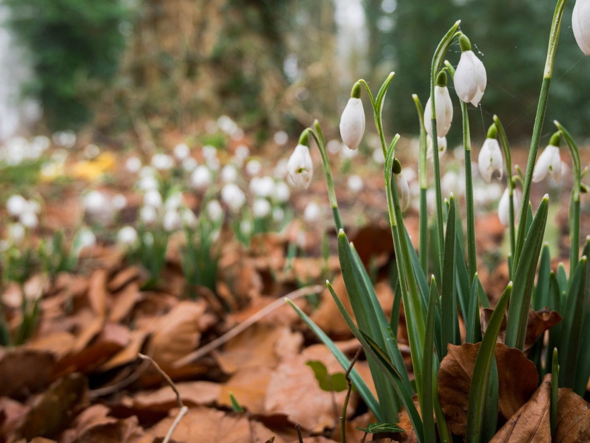 Весенние цветы