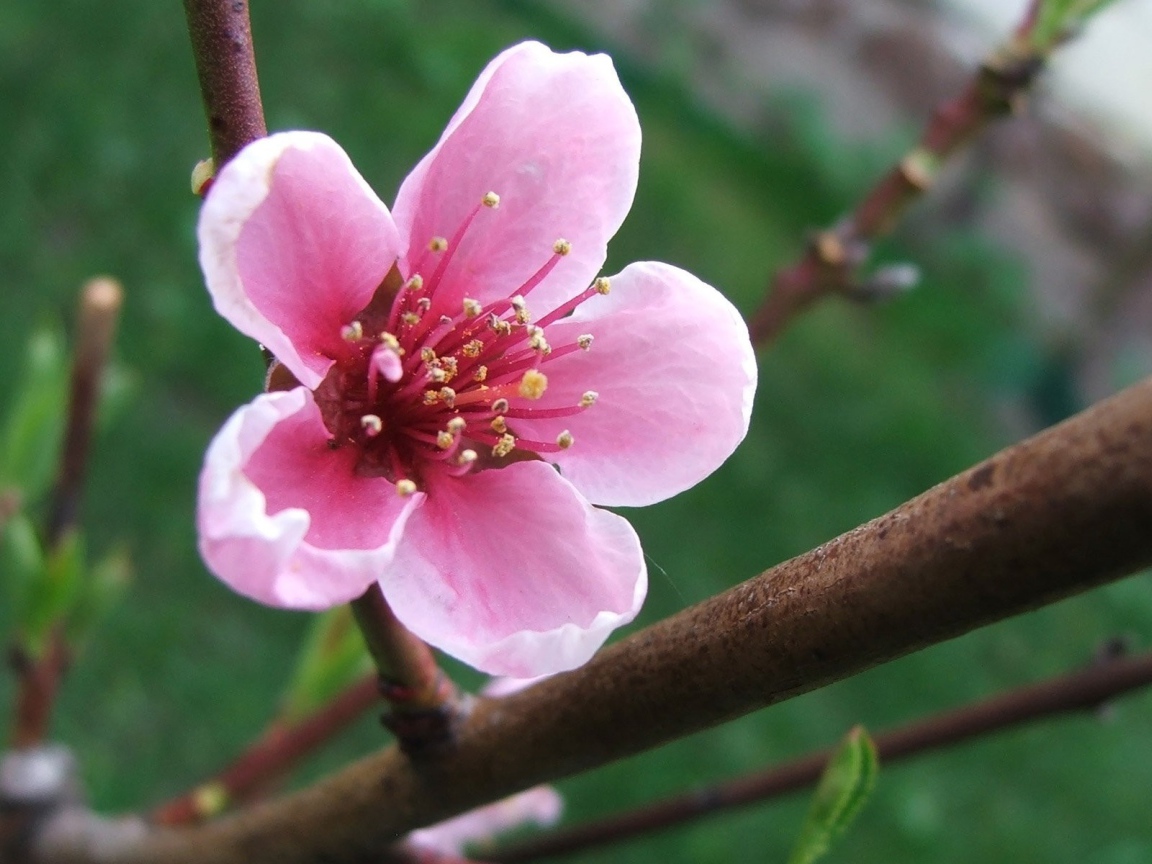 Весенний розовый цветок