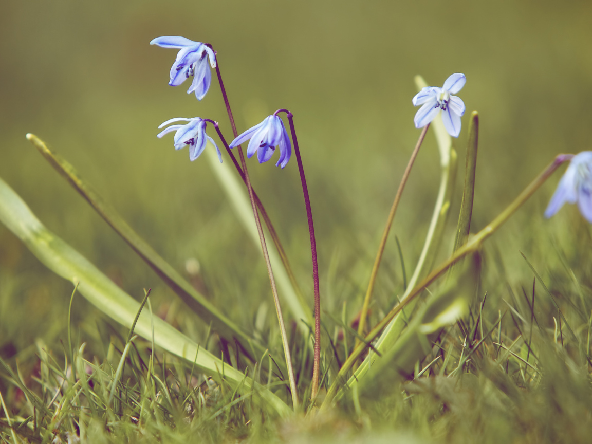 Весенние подснежники на поляне