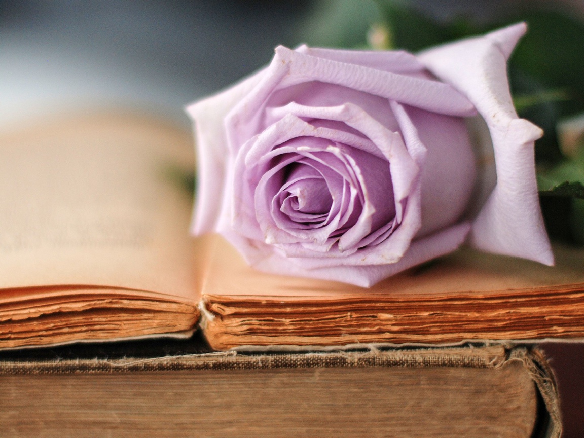 Строгая роза на книге