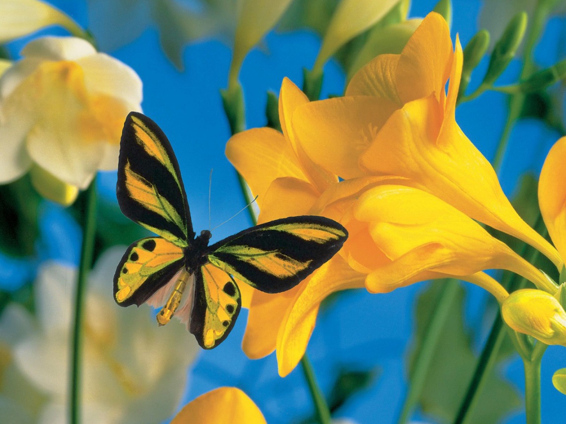 Летний визитер 