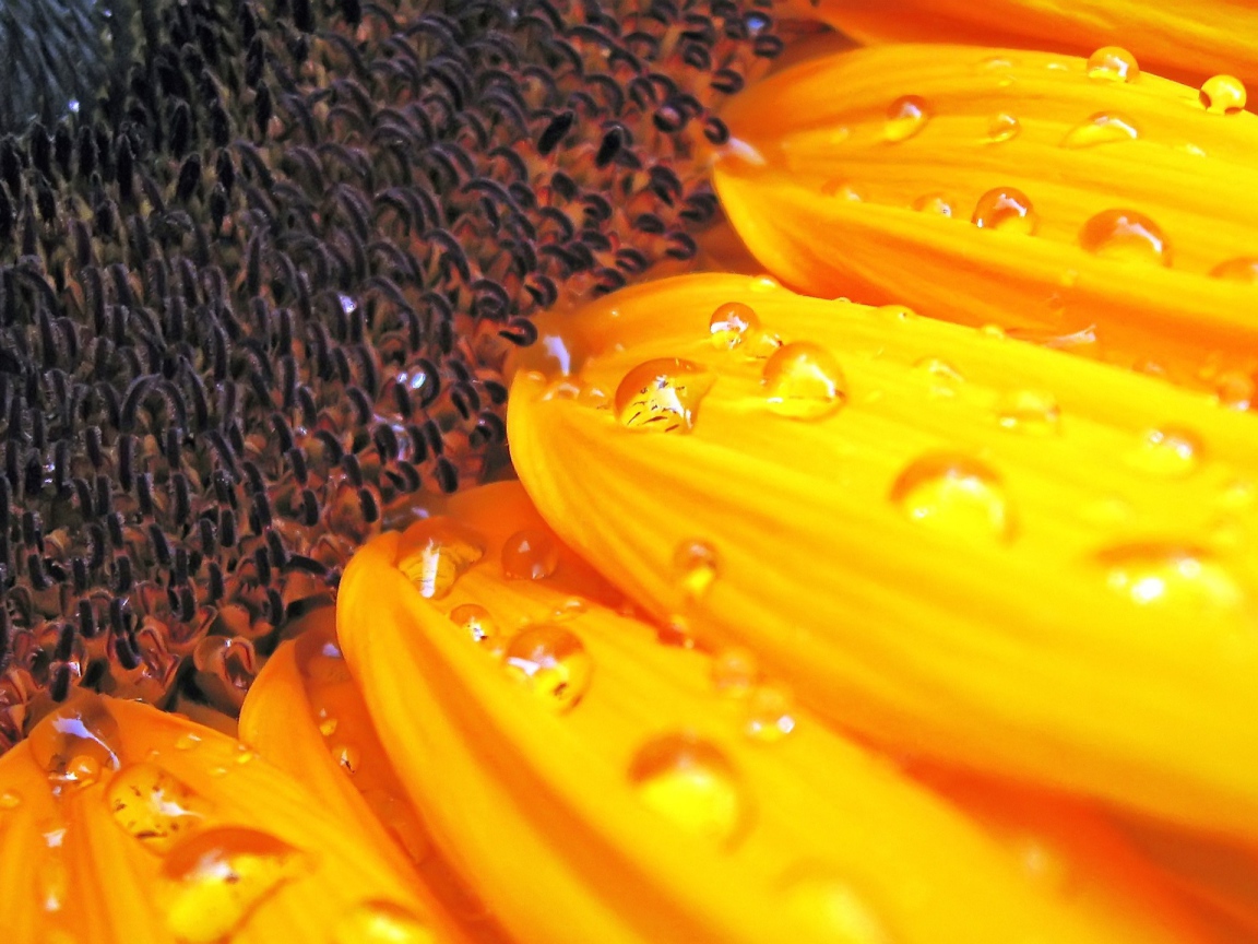 Цветок солнца