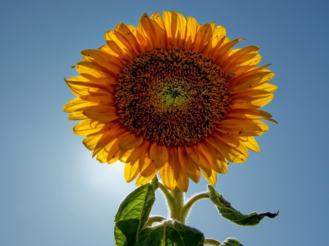 Подсолнух цветок с семечками